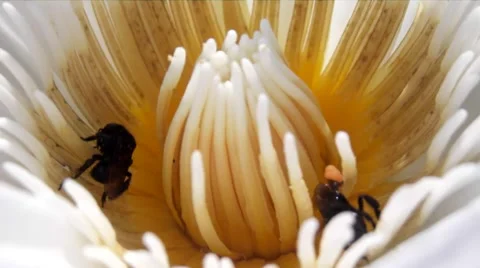 Pollinating insects flower inside Vídeos de archivo 44558054