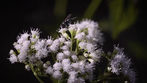 Pollinating insects fly and land on white snakeroot Stockbeeldmateriaal 260153679