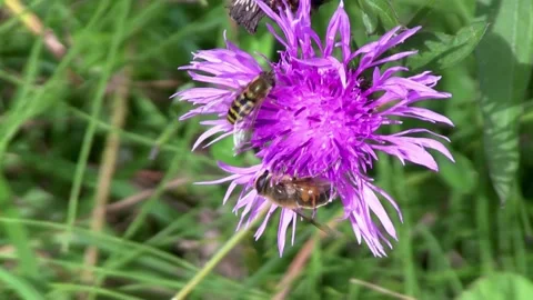 Pollinating insects Stock Footage 230097111
