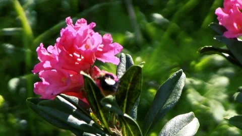 Pollinating insects Stock-Footage 245419548