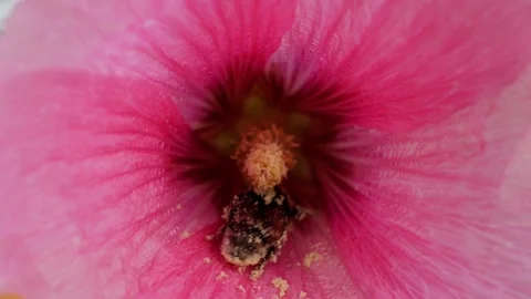 Pollinating insects Vídeos de archivo 279417990