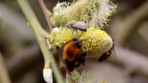 Pollinating insects on willow flowers Stock Footage 195331655