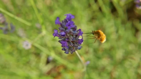 Pollinating lavender by insect Stock Footage 51112366