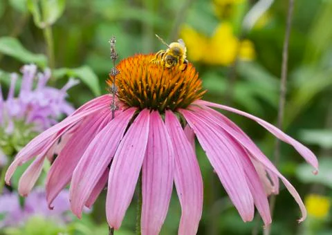 Pollinating Stock Photos