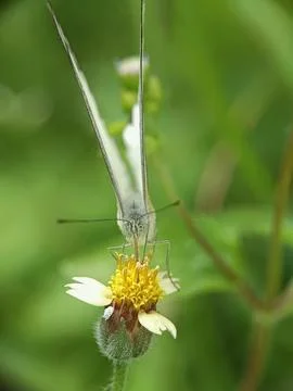 Pollinating Stock Photos