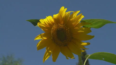 Pollinating sunflower Vidéo 53238787