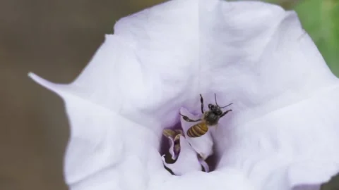 Pollination  6 Stock Footage 296676589