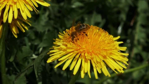 Pollination in action, a bee on a dandelion in the process of collecting pollen. Stock Footage 307352692
