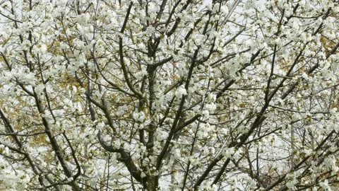 Pollination of an almond tree all full of flowers and bees Stock-Footage 269536333