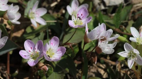 Pollination by Ant Video stock 64799502