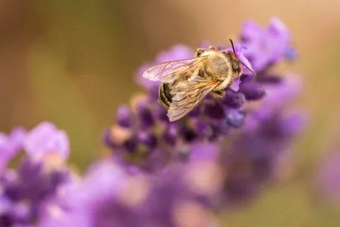 Pollination with bee and lavender during sunshine, sunny lavender Stock Photos