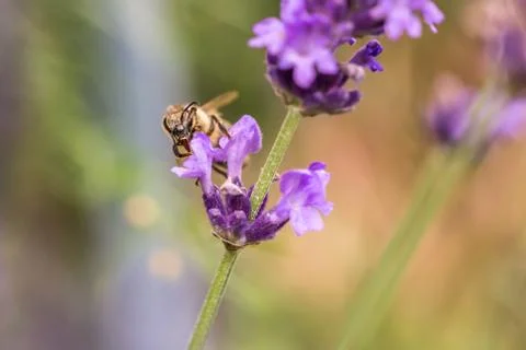 Pollination with bee and lavender during sunshine, sunny lavender Stock-Fotos