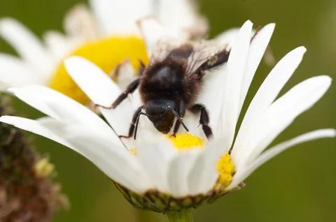 Pollination - bee on the flower Stock Photos