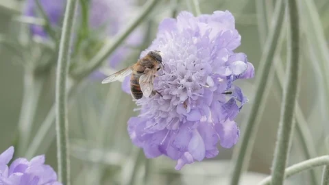 Pollination Bee - Pollinator Collecting Nectar and Pollen From Flower - Insects Stock Footage 119439116