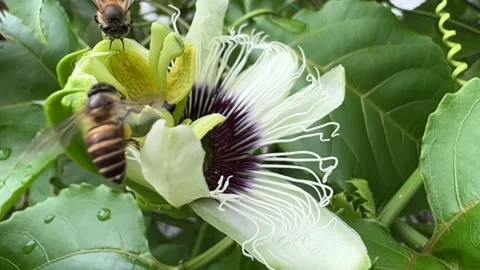 Pollination by bees Stock Footage 172279679