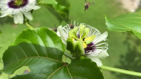 Pollination by bees Stock Footage 172279681