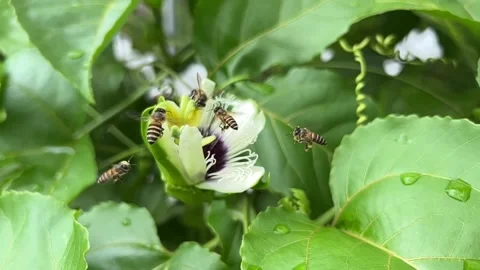 Pollination by bees 스톡 동영상 172279682