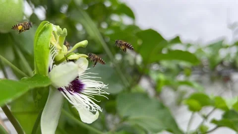 Pollination by bees Stock Footage 172344202