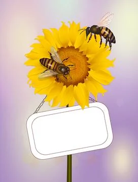 Pollination of bees on sunflower Illustrazione stock