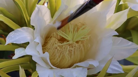 Pollination with a brush. Dragon fruit flower. Video stock 145885876