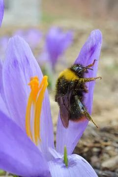 Pollination, bumblebee on early spring Saffron flower Stock Photos