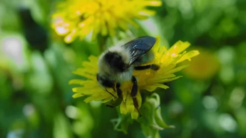 Pollination by a bumblebee of a flower/Closeup. Pollinations of concept. Stock Footage 133578481