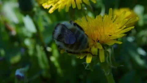 Pollination by a bumblebee of a flower/Closeup. Pollinations of concept Stock Footage 133578911