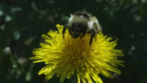 Pollination by a bumblebee of a flower/Closeup. Pollinations of concept Stock Footage 133579264