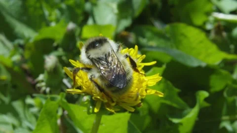 Pollination by a bumblebee of a flower/Closeup. Pollinations of concept. Stock Footage 133579288