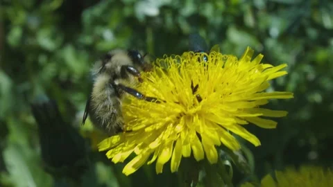 Pollination by a bumblebee of a flower/Closeup. Pollinations of concept Stock Footage 133579485