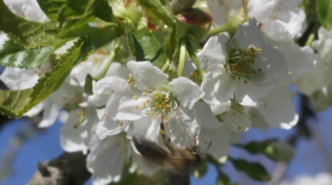 Pollination of cherry flowers. Stockbeeldmateriaal 37626831