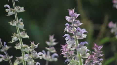 Pollination of clary sage in bloom Stock Footage 77789216