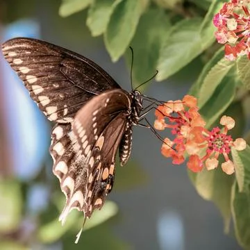 Pollination concept photo featuring dark butterfly gathering nectar from garden Stock Photos