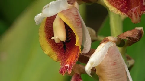 Pollination Digger Bee, Malaysia Stock Footage 327046610