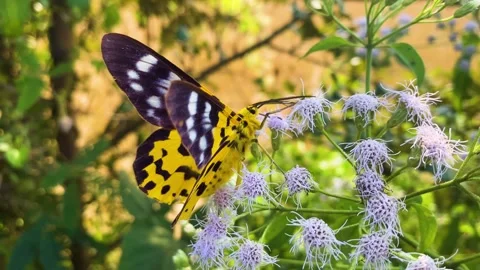 Pollination: False Tiger moth feeding nectar on Siam weed purple bush flower - 库存影片 333696243