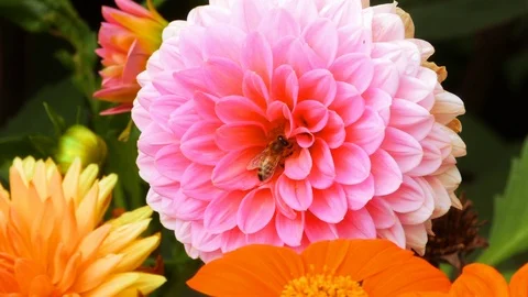 Pollination of a flower by a bee Stock Footage 97083447