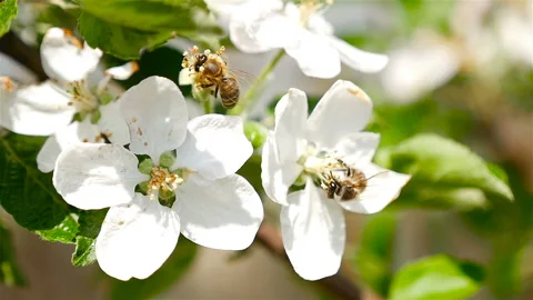 Pollination of a flower by a bee. Macro Stock Footage 87872435