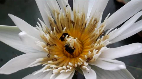Pollination on flower old Vídeo Stock 44557633