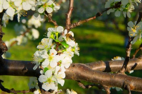 Pollination of flowering trees. Stock Photos