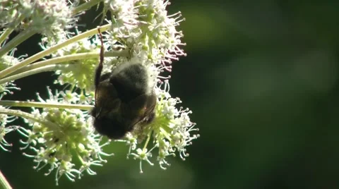 Pollination Of Flowers Stock Footage 7768921