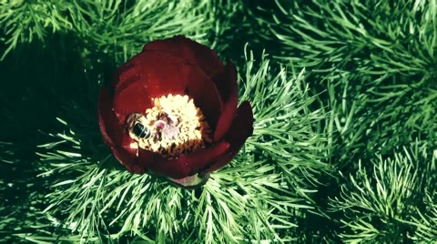 Pollination Of Flowers Stock-Footage 52715208