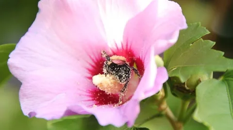 Pollination 動画素材 8527083