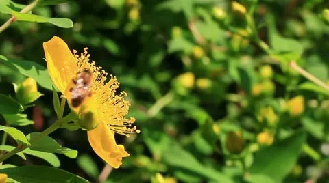 Pollination Stock Footage 11060275