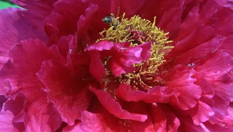 Pollination Stock-Footage 11128812