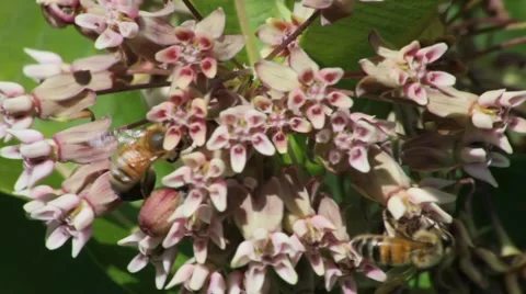 Pollination 動画素材 64802854