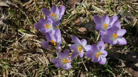 Pollination 動画素材 64802899