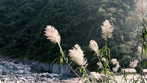 Pollination Vídeos de archivo 97823081