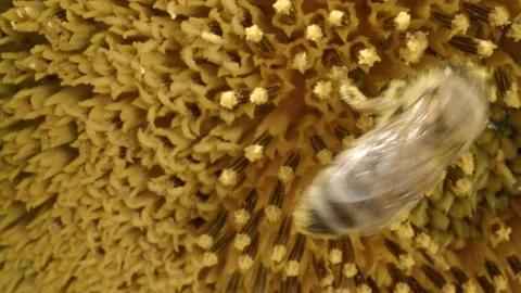 Pollination Stock Footage 171559160