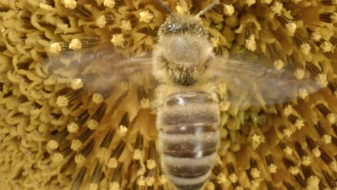 Pollination Stock Footage 171559211