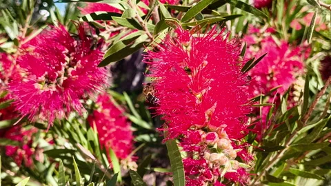 Pollination Stock Footage 301516484